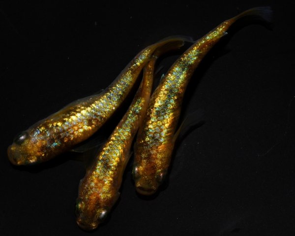 画像1: 【現物個体】　童虎 特上 雄1.雌2ペア　B21 (1)