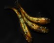 画像2: 【現物個体】　童虎 特上 雄1.雌2ペア　B21 (2)