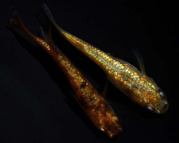 画像1: 【現物個体】童虎 1ペア　B10 (1)