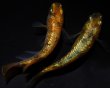 画像4: 【現物個体】　童虎 1ペア　B12 (4)