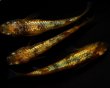 画像4: 【現物個体】　童虎 特上 雄1.雌2ペア　B21 (4)