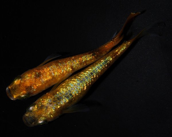 画像1: 【現物個体】　童虎 1ペア　B12 (1)