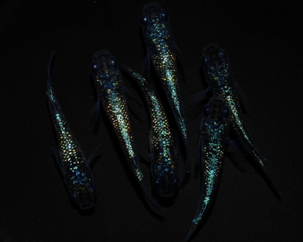 画像1: 【現物個体】　フォージドブルー 上物若魚 雄2.雌4　A79 (1)