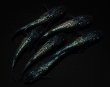 画像2: 【現物個体】　フォージドブルー 上物若魚 雄2.雌4　A79 (2)