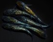 画像2: 【現物個体】　フォージド 3ペア　A58 (2)