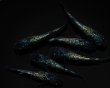 画像4: 【現物個体】　フォージドブルー 上物若魚 雄2.雌4　A79 (4)