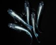 画像1: 【現物個体】天舞雷帝 若魚 雄2.雌3　A95【店長選別】 (1)