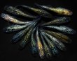 画像3: 【現物個体】　ラメメダカMIX 15匹　B40 (3)