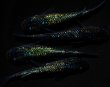 画像4: 【現物個体】　フォージド 極上 雄1.雌3　　A66 (4)