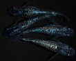画像1: 【現物個体】　鬼ラメ ブルータイプ 上物 雄1.雌3　B15 (1)