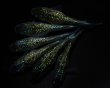 画像4: 【現物個体】　フォージド 3ペア　A88 (4)