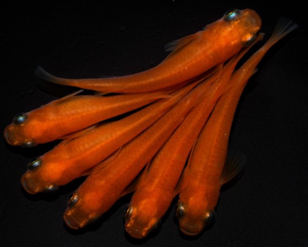 画像1: 【現物個体】　大和紅帝 3ペア　A90 (1)