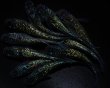 画像1: 【現物個体】　ラメメダカミックス 10匹　B44 (1)