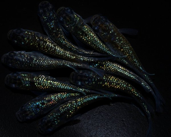 画像1: 【現物個体】　ラメメダカミックス 10匹　B44 (1)