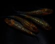 画像3: 【現物個体】　赫灼  2ペア　A67 (3)