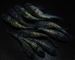 画像4: 【現物個体】　ラメメダカミックス 10匹　B44 (4)