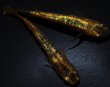 画像5: 【現物個体】　童虎 極上 1ペア　B11 (5)