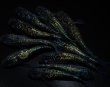 画像3: 【現物個体】　ラメメダカミックス 10匹　B44 (3)