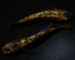 画像3: 【現物個体】　童虎 極上 1ペア　B11 (3)