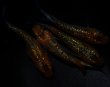 画像1: 【現物個体】　赫灼  2ペア　A67 (1)