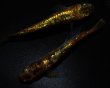 画像4: 【現物個体】　童虎 極上 1ペア　B11 (4)