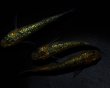 画像5: 【現物個体】　月の響 上物 雄1.雌2　A69 (5)