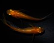 画像2: 【現物個体】　レイジング 上物 若魚 1ペア　A24 (2)
