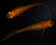 画像4: 【現物個体】　レイジング 上物 若魚 1ペア　A24 (4)