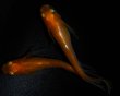 画像3: 【現物個体】　レイジング 上物 若魚 1ペア　A24 (3)