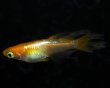 画像5: 【現物個体】　レイジング 上物 若魚 1ペア　A24 (5)
