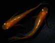 画像1: 【現物個体】　レイジング 上物 若魚 1ペア　A24 (1)