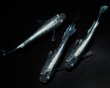 画像3: 【現物個体】　天舞雷帝 雄1.雌2　B28 (3)