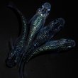 画像1: 【現物個体】孔雀青 背ビレ無し 上物若魚2ペア　A34 (1)