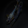 画像3: 【現物個体】グラデーションラメ 1ペア　A6 (3)