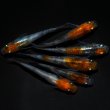 画像2: 【現物個体】孔雀明王 3ペア　A72 (2)