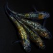 画像2: 【現物個体】鬼ラメPT3 雄1.雌3　A17 (2)
