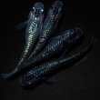 画像2: 【現物個体】孔雀青 背ビレ無し 上物若魚2ペア　A34 (2)