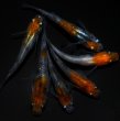 画像3: 【現物個体】孔雀明王 3ペア　A72 (3)