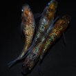 画像1: 【現物個体】鬼ラメPT3 2ペア　A18 (1)