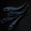 画像3: 【現物個体】孔雀青 背ビレ無し 上物若魚2ペア　A13 (3)