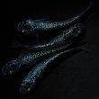 画像2: 【現物個体】孔雀青 背ビレ無し 上物若魚2ペア　A5 (2)