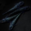 画像5: 【現物個体】孔雀青 背ビレ無し 上物若魚2ペア　A13 (5)