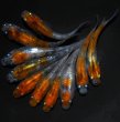 画像3: 【現物個体】孔雀明王 5ペア　A28 (3)