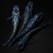 画像5: 【現物個体】孔雀青 背ビレ無し 上物若魚2ペア　A34 (5)