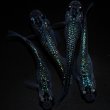 画像1: 【現物個体】孔雀青 背ビレ無し 上物若魚2ペア　A5 (1)
