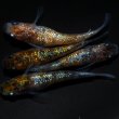 画像2: 【現物個体】鬼ラメPT3 2ペア　A18 (2)