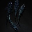 画像1: 【現物個体】孔雀青 背ビレ無し 上物若魚2ペア　A13 (1)