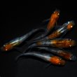 画像4: 【現物個体】孔雀明王 3ペア　A72 (4)