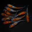 画像2: 【現物個体】孔雀明王 5ペア　A28 (2)