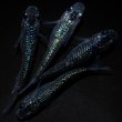 画像4: 【現物個体】孔雀青 背ビレ無し 上物若魚2ペア　A34 (4)